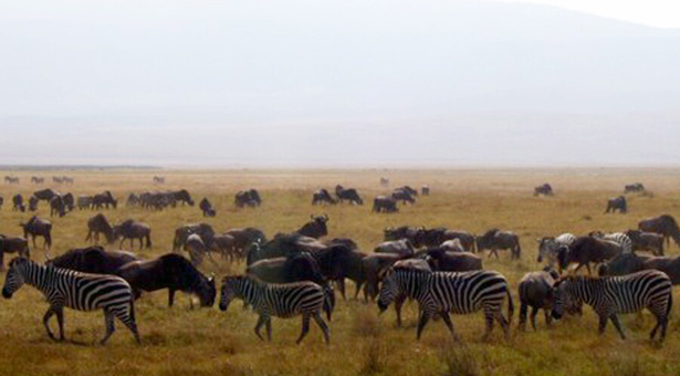 Parque Nacional de Serengueti-Ngorongoro (Tanzania): uno de los mejores santuarios de vida silvestre en el mundo