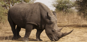  Rinoceronte
