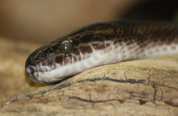 La ciencia utiliza las serpientes y los cuentos populares para prevenir desastres naturales