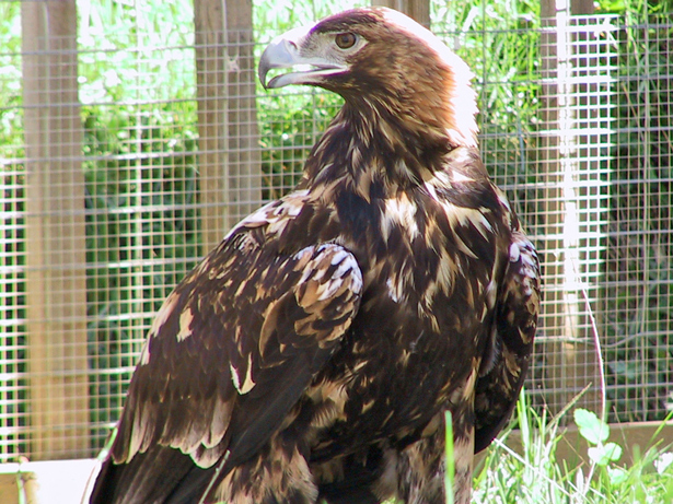 El águila imperial ibérica aumenta su población hasta las 409 parejas en 2013