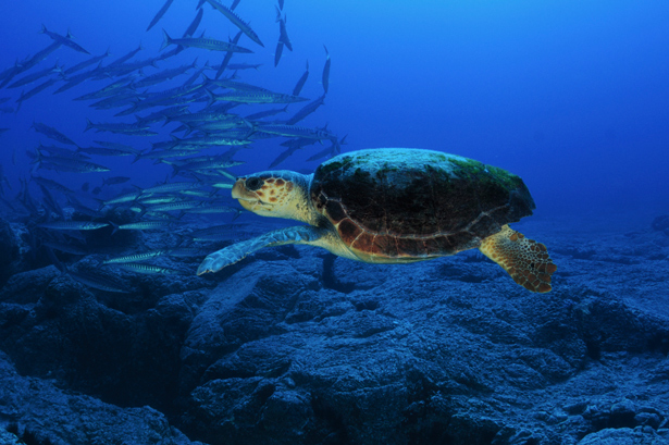 El MAGRAMA participa en más de 60 iniciativas para la conservación del medio marino