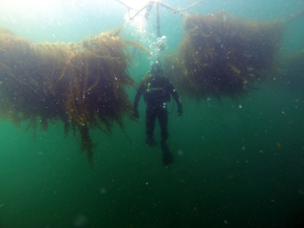 Tejidos innovadores para impulsar el cultivo de algas marinas en la UE