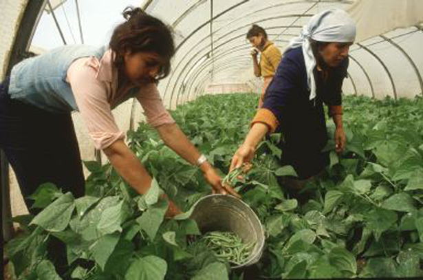 El Ministerio de Agricultura, Alimentación y Medio Ambiente otorga los Premios de Excelencia a la Innovación para Mujeres Rurales 2015