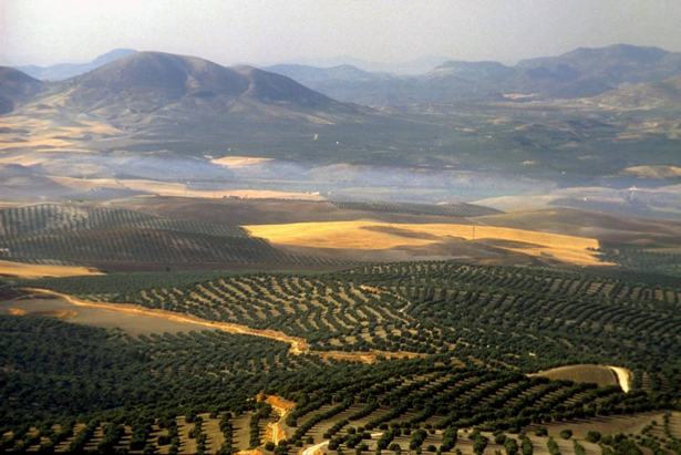 Paisajes del olivar en Andalucía