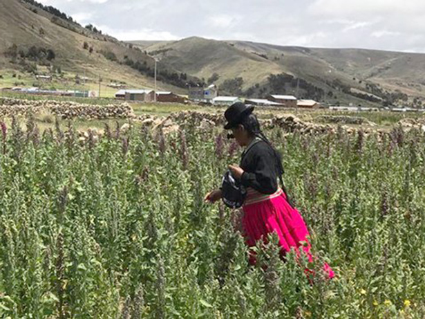 UNESCO. Sembrar quinua orgánica para reducir la pobreza en los Andes