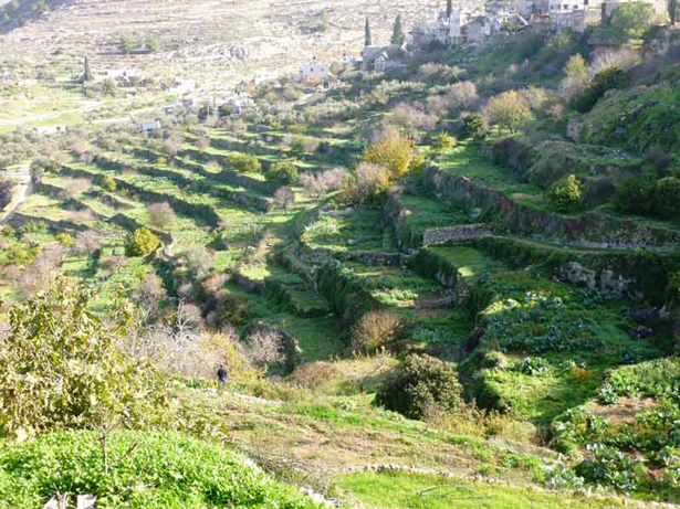 © Wisam Oweineh/Centre for Cultural Heritage Preservation, Land of olives and vines. Cultural Landscape of Southern Jerusalem (Palestine)