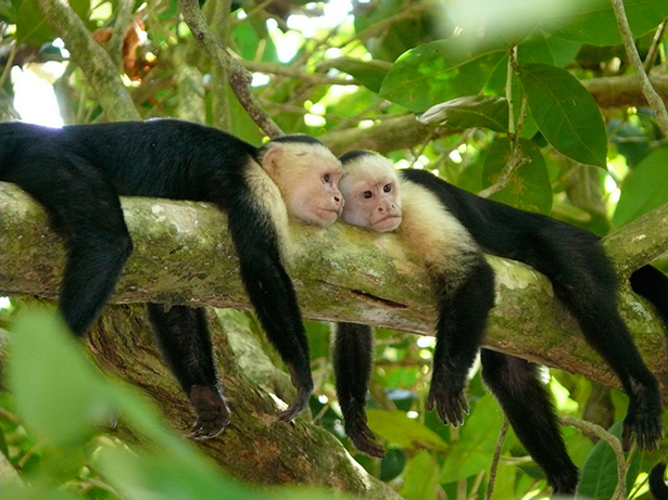 UNESCO. Reserva de Biosfera de Savegre (Costa Rica) 