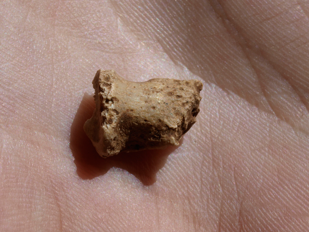 Hallado un fósil neandertal en el yacimiento de la Galeria de las Estatuas de la Cueva Mayor de Atapuerca