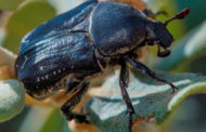 El fuego beneficia al escarabajo de las flores en los ecosistemas mediterráneos