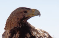 La USAL e Iberdrola impulsan la conservación de la avifauna con un innovador estudio que optimiza las redes de distribución eléctrica