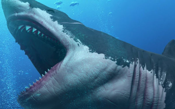 Una investigación revela cómo evolucionaron los tiburones gigantes