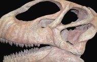 Nuevo proyecto de investigación sobre dinosaurios concedido al equipo de la Fundación Dinópolis