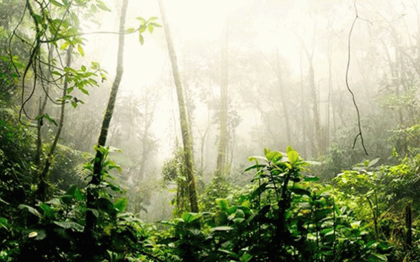 CAF protege 300.000 hectáreas de la Amazonía peruana y neutraliza las emisiones de gases de efecto invernadero emitidas desde 1970