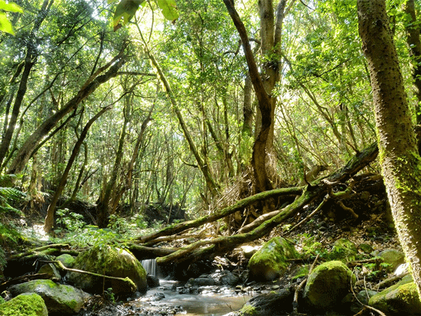 Parque Nacional de Garajonay, la Gomera, Islas Canarias, España