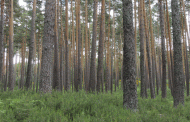 Los bosques ibéricos se están volviendo más sensibles al cambio climático