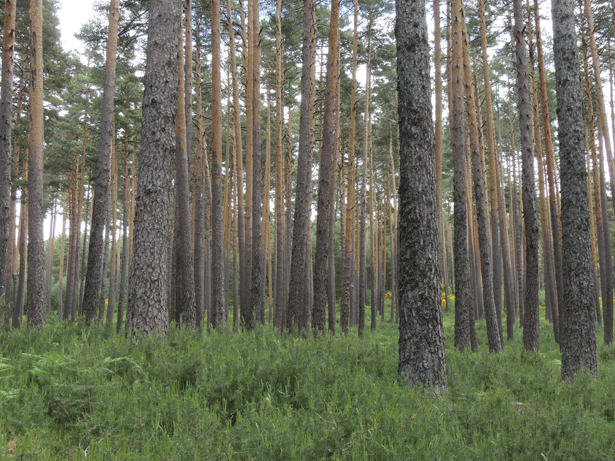 Bosques ibéricos en peligro