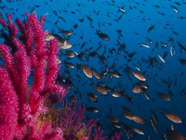 La Fundación Biodiversidad del MITECO mantiene una alianza con Observadores del Mar
