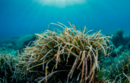 Un nuevo estudio demuestra el papel crucial de los sitios marinos del Patrimonio Mundial en la lucha contra el cambio climático