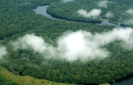 Un estudio inédito muestra cómo hacen frente al cambio climático los bosques del patrimonio mundial de la UNESCO