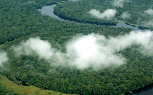 Un estudio inédito muestra cómo hacen frente al cambio climático los bosques del patrimonio mundial de la UNESCO