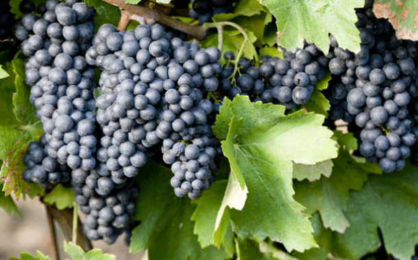 La uva tempranillo se convierte en la principal variedad de vinificación plantada en España