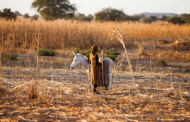 La UE toma medidas para prestar ayuda a las regiones africanas del Sahel y del lago Chad ante la crisis alimentaria