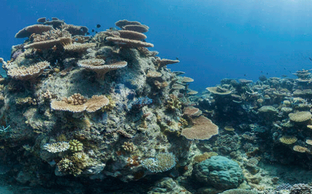 La UNESCO lanza un plan de emergencia para reforzar la resistencia de los arrecifes de coral del Patrimonio Mundial