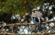 Cambio climático, hábitats y Red Natura 2000: el futuro de las aves comunes en España