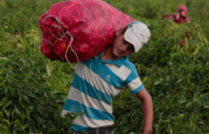 Experta de la ONU señala que el trabajo agrícola puede ser una puerta de entrada al trabajo infantil