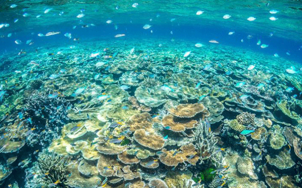 Protección de los océanos: “Quedan menos de 10 años para invertir la tendencia”, advierte Audrey Azoulay