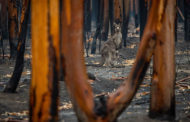 La ONU dice que tenemos que adaptar nuestros bosques frente a los incendios forestales