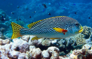 Australia pondrá en marcha las medidas urgentes pedidas por la UNESCO para la Gran Barrera de coral