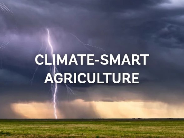 Cambios en la producción agrícola y alimentaria pueden reducir las emisiones de efecto invernadero en un tercio