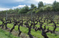El 97 % de la superficie de viñedo en España está en territorio de alguna denominación de calidad