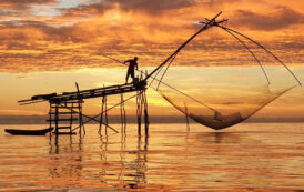La producción pesquera y acuícola mundial logra un máximo histórico
