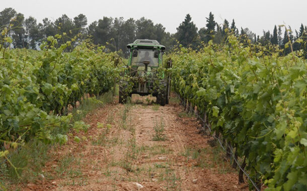 Los viticultores españoles reclaman ayudas para garantizar su futuro