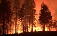 El cambio climático y la alta demanda de madera presionan cada vez más a los bosques