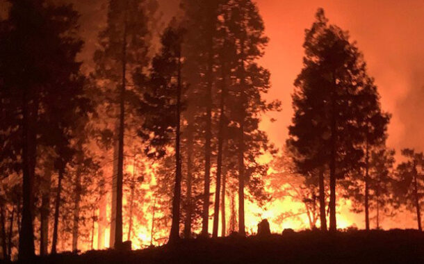 El cambio climático y la alta demanda de madera presionan cada vez más a los bosques