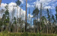 Impactos del cambio climático en los bosques