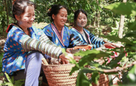 Los agricultores cultivan un futuro sin opio para Laos