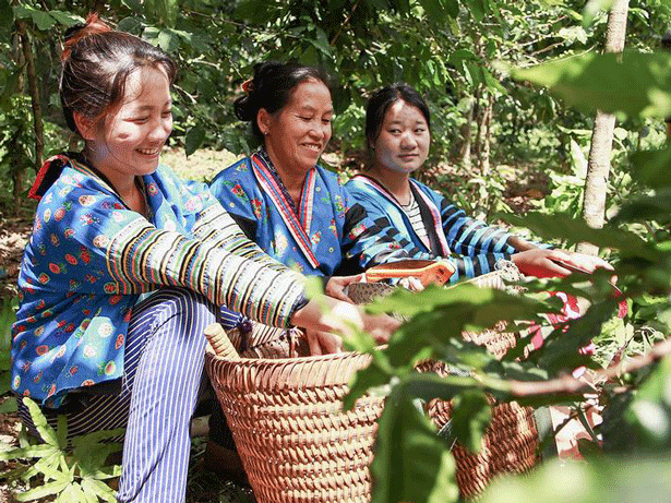 Los agricultores cultivan un futuro sin opio para Laos