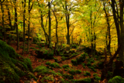 Bosques nativos vs. exóticos: ¿quién gana la batalla del carbono? se preguntan en la UAH y de Oviedo