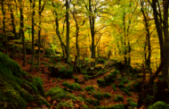 Bosques nativos vs. exóticos: ¿quién gana la batalla del carbono? se preguntan en la UAH y de Oviedo