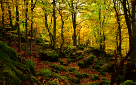 Bosques nativos vs. exóticos: ¿quién gana la batalla del carbono? se preguntan en la UAH y de Oviedo