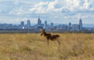 El acuerdo mundial sobre biodiversidad moviliza 200.000 millones de dólares para la naturaleza