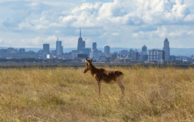 El acuerdo mundial sobre biodiversidad moviliza 200.000 millones de dólares para la naturaleza