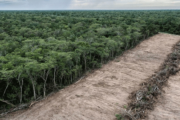 Los bosques, víctimas de la tala ilegal, el narcotráfico, la minería y el tráfico de especies