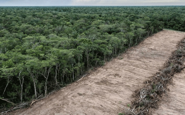 Los bosques, víctimas de la tala ilegal, el narcotráfico, la minería y el tráfico de especies