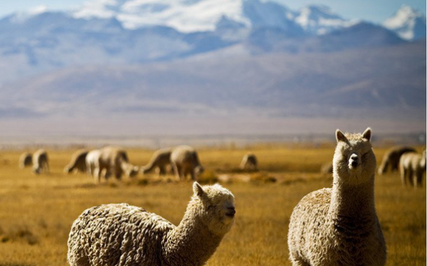 Camélidos en el corazón de los Andes: Hilos de lana, memoria y resiliencia