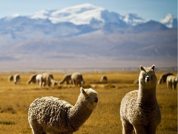 Camélidos en el corazón de los Andes: Hilos de lana, memoria y resiliencia